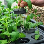 XTREM PROPAGATOR AVEC PLANTES NUTRICULTURE