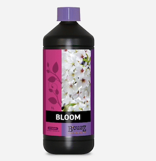 Bloom