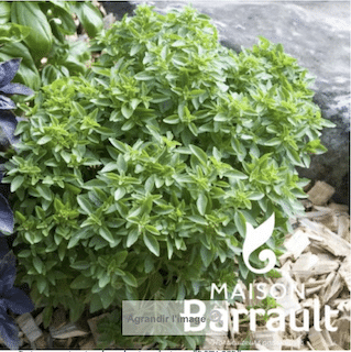 Basilic