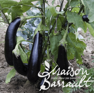 Aubergine Baluroi