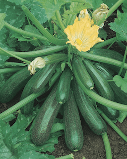 Courgette Diamant