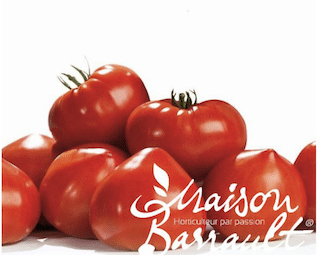 Tomate Gourmandia