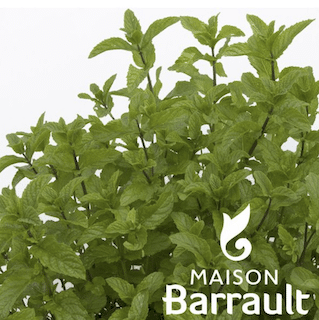Menthe Marocaine