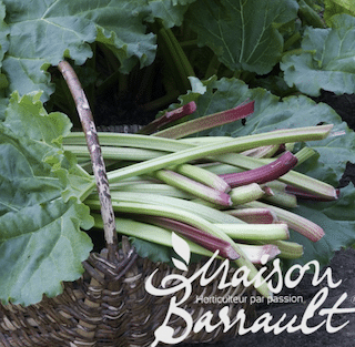 Rhubarbe