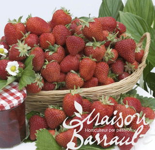 Fraisier Charlotte