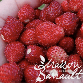 Fraisier mara