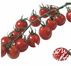 Tomate cerise Apero